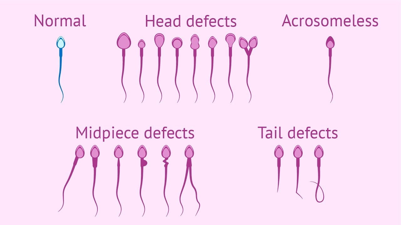 morphology disorders